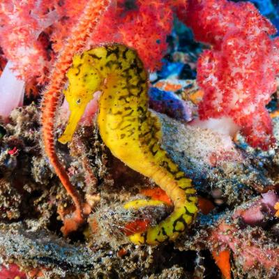 Immersioni Isole Similan